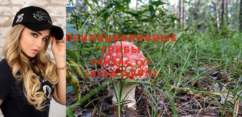 Галлюциногенные грибы Magic Shrooms  мориарти телеграм  Уржум  магазин продажи  